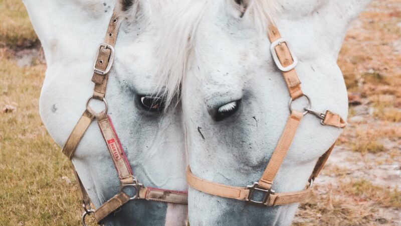 Klasspengar Tjäna Pengar Ridklubb Grästorp